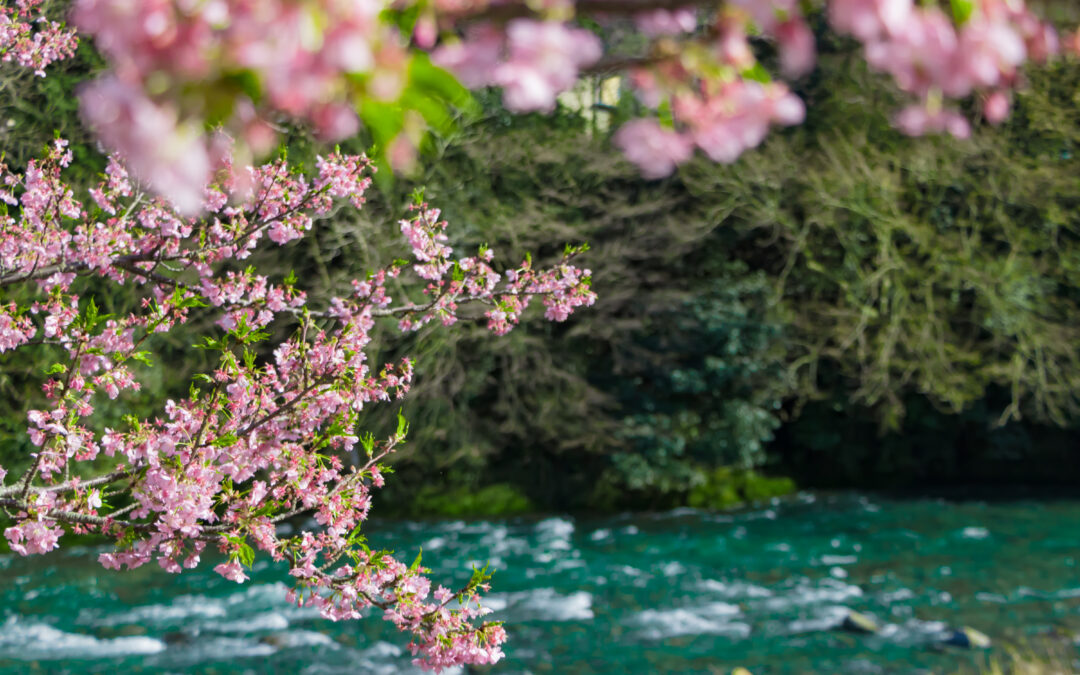 Virtual Regional Discussion Groups for Caregivers – Spring 2026