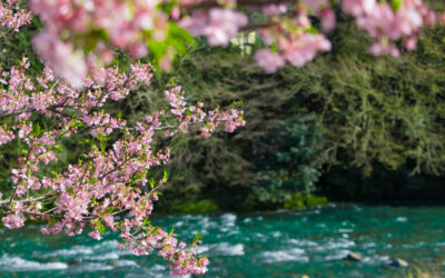 Virtual Regional Discussion Groups for Caregivers – Spring 2026